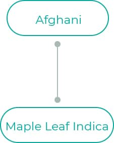 Maple-Leaf-Inidca