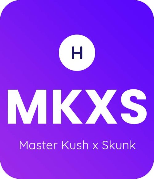 Master-Kush-x-Skunk-1