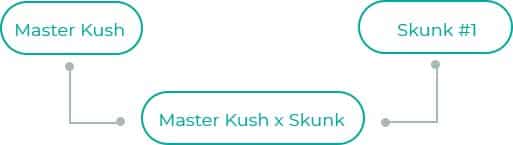 Master-Kush-x-Skunk