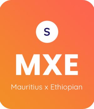Mauritius-x-Ethiopian-1