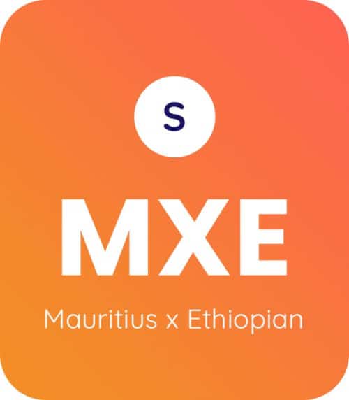Mauritius X Ethiopian