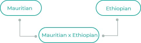 Mauritius-x-Ethiopian