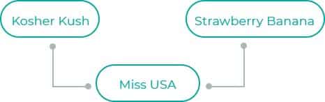 Miss-USA