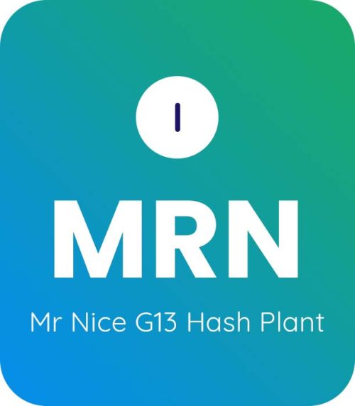 Mr Nice G13 Hash Plant