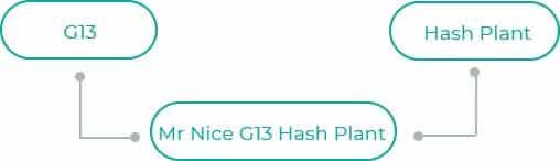 Mr-Nice-G13-Hash-Plant
