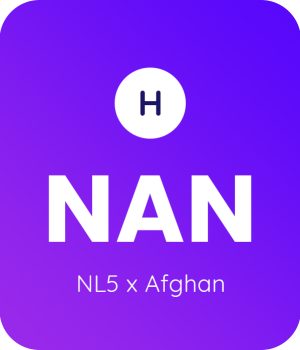 NL5-x-Afghan-1