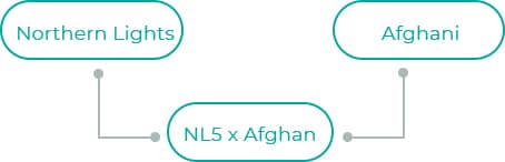 NL5-x-Afghan
