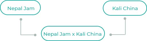 Nepal-Jam-x-Kali-China
