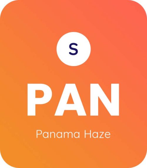 Panama Haze