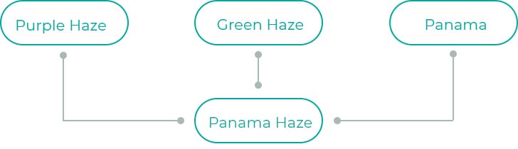 Panama-Haze