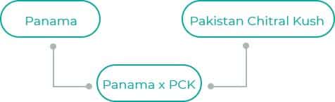 Panama-x-PCK