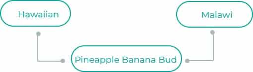 Pineapple-Banana-Bud