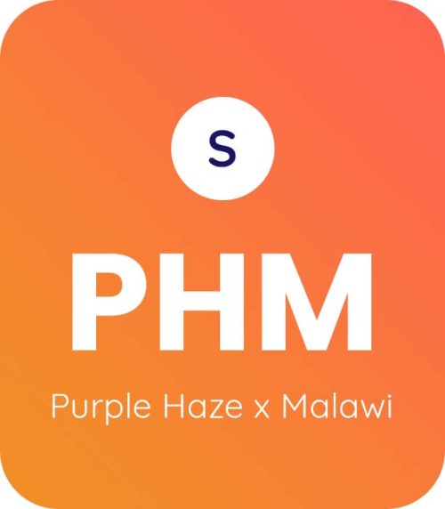 Purple Haze X Malawi