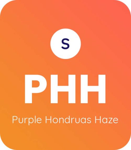 Purple Honduras Haze