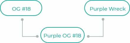 Purple-OG-18