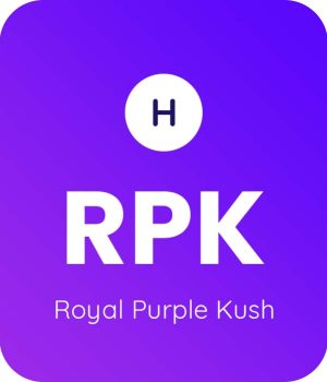 Royal-Purple-Kush-1