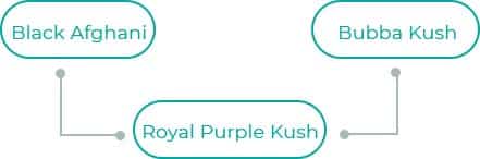 Royal-Purple-Kush