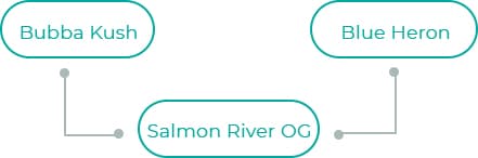 Salmon-River-OG