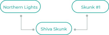 Shiva-Skunk