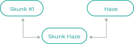 Skunk-Haze