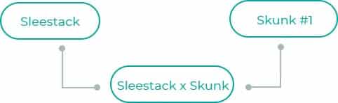 Sleestack-x-Skunk