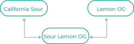 Sour-Lemon-OG