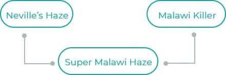 Super-Malawi-Haze