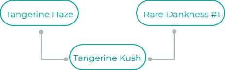 Tangerine-Kush