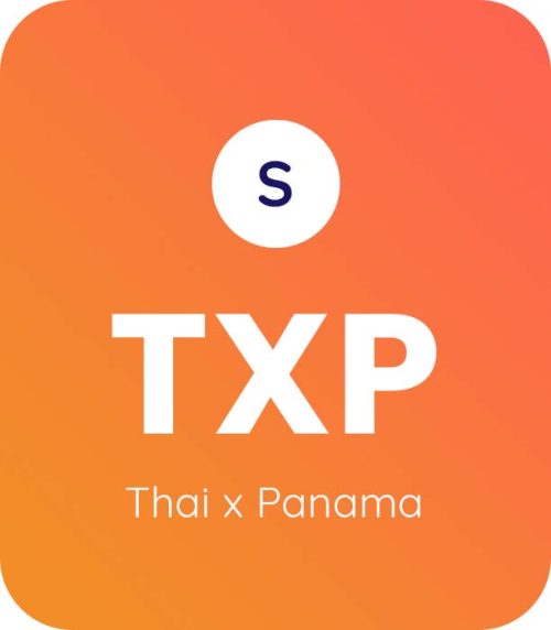 Thai X Panama