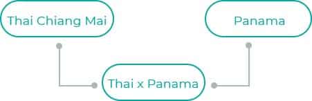 Thai-x-Panama