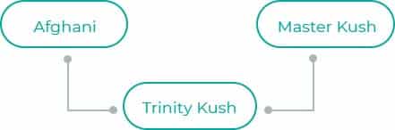 Trinity-Kush