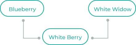 White-Berry