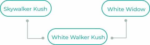White-Walker-Kush