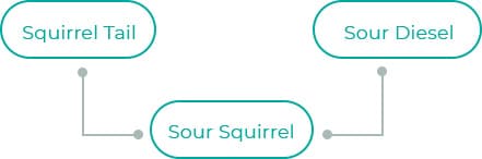 Sour-Squirrel