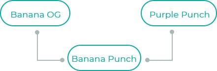 Banana-Punch