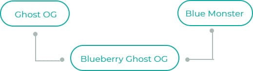Blueberry-Ghost-OG