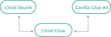 Citral-Glue