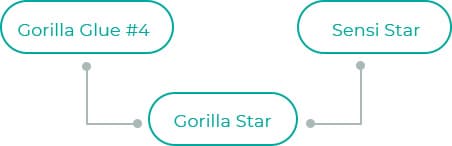 Gorilla-Star