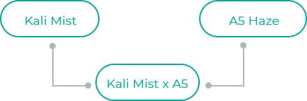 Kali-Mist-x-A5