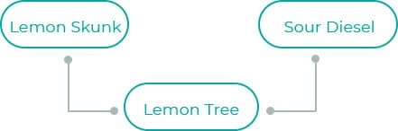 Lemon-Tree