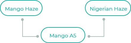 Mango-A5