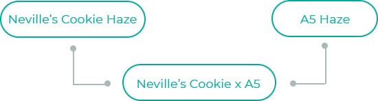 Nevilles-Cookie-x-A5
