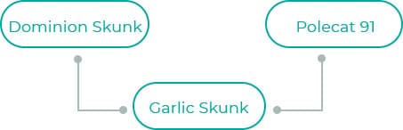 Garlic-Skunk